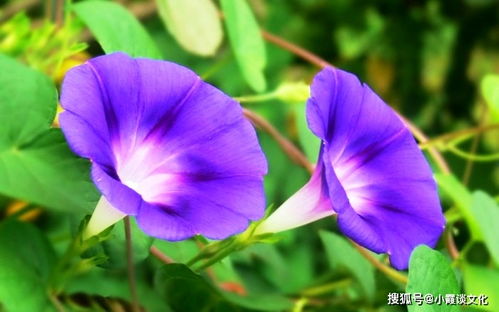 喇叭花究竟蕴含着怎样的神秘象征和文化内涵