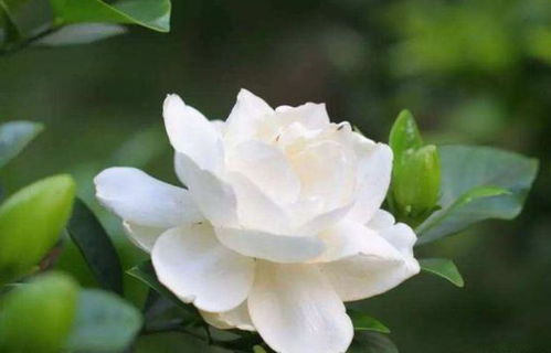 修剪后的消毒步骤