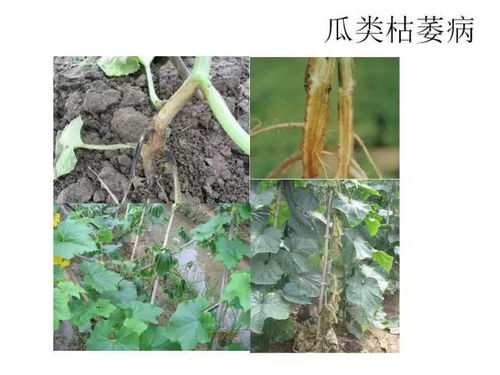 金弹子叶黑斑，病虫害速查！