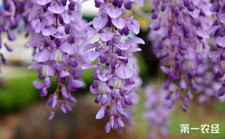 紫藤花种子种植大揭秘