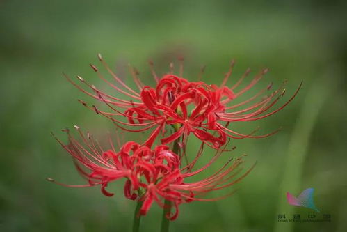 彼岸花和死人花是同一种花吗？它们之间有什么联系
