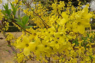 微酸或碱性， 连翘小苗的口味