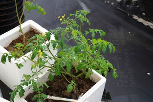 铁树种植时需要使用哪些特定肥料来保证其健康生长