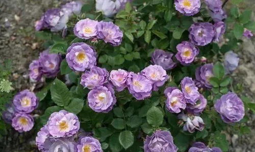 安妮公主月季的香味和耐寒性探讨