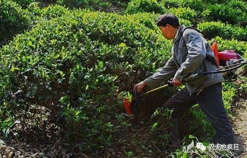 热处理法：高温Neng烧掉农药，太神奇了！