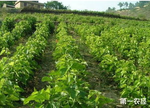 修剪和病虫害防治