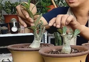 春夏秋冬，玫瑰的四季风采