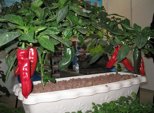 辣椒种植间距指南：如何设置合适的辣椒株距以促进生长？
