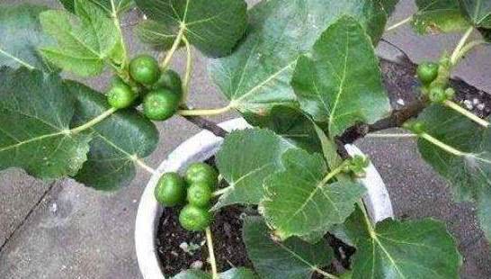 探究插枝繁殖无花果树可行性，分析试验数据