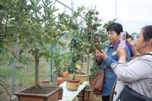 种什么果树好？这几种既美观又实用