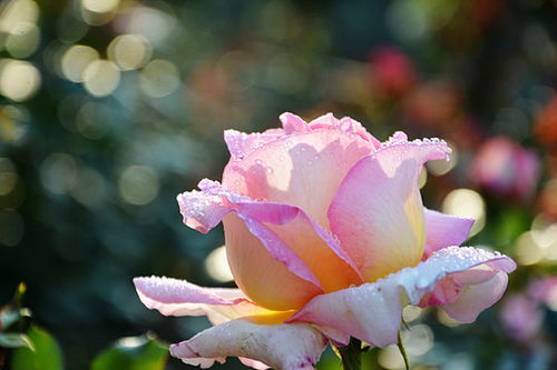 春天是月季生长的黄金时期