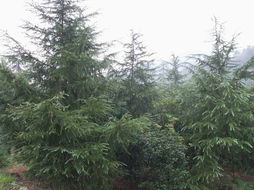 舒缓情绪， 提升免疫力