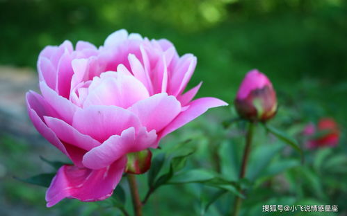 秋牡丹，花开花落