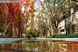 小区绿化景观：名贵植物打造高品质生活