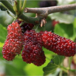 桑葚盆栽的技术要点，你懂多少？