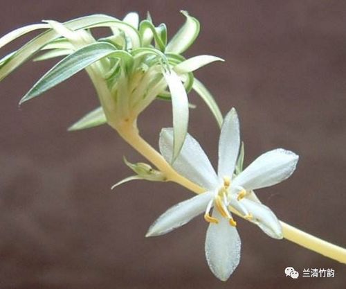 兰花在什么季节开放？不同品种开花时间一样吗