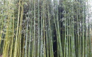 惯与3公分竹子的价格