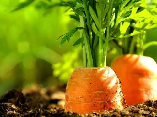 胡萝卜：春天的健康守护者