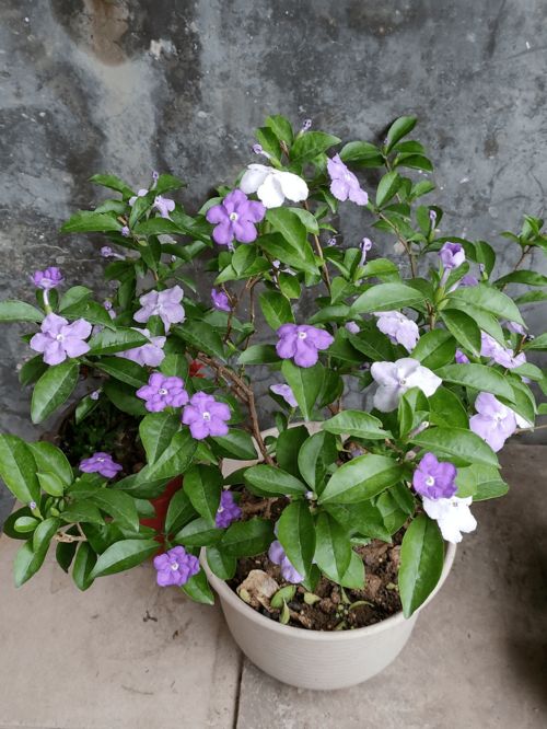 茉莉花，放在卧室，风水上怎样呢？