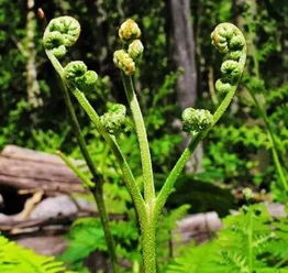 蕨菜价格因产地、季节等因素波动，一般在20