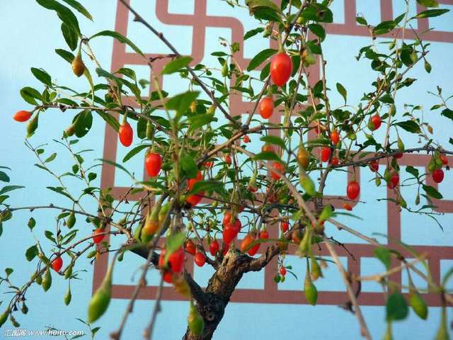 养花养生两不误，这些花卉竟有药用奇效！