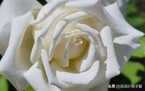 guan与保罗二世月季