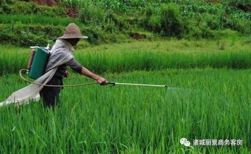 过量施用农药， 环境受影响，健康也受威胁