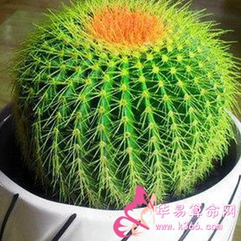 植物风水，如何运用？