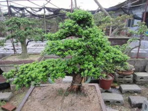 扦插技巧大揭秘