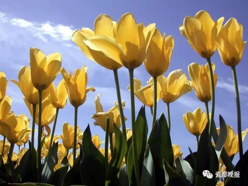 送几朵郁金香代表什么深意？能否透露一下这束花背后的寓意