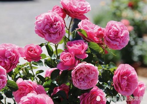 月季花的修剪， 剪出美丽新篇章