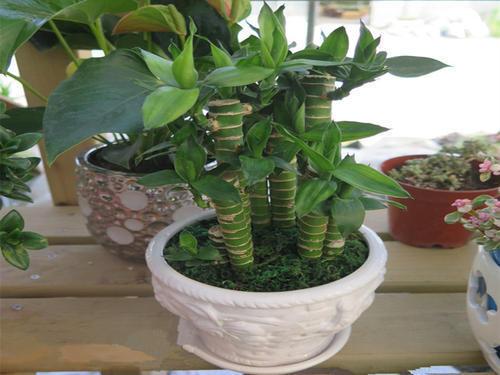 富贵竹栽培秘诀：1-12-11，打造理想绿植环境！