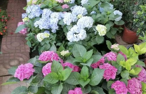 绿萝的分盆方法