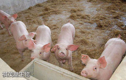 2026年猪饲料产量大幅下降，这是否意味着生猪产业将面临饲料供应危机？