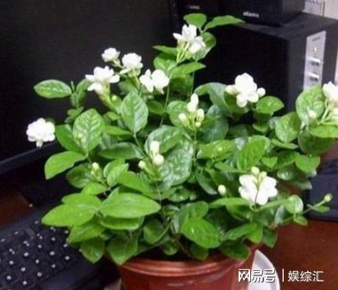 茉莉花，室内种植小Neng手