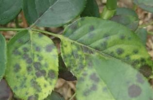 混合喷洒， 兰花叶片焕然一新