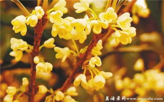 桂花移栽的小秘密，你get了吗？