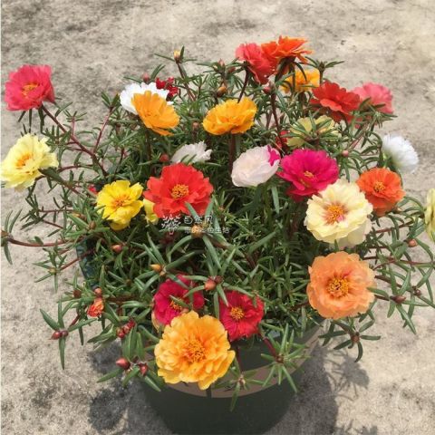 二、哪些品种可依当年见花？