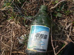 豆角虫害烦恼？我来告诉你怎么解决！