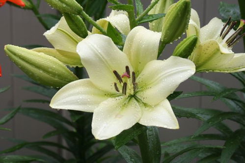 花开花落，情如何放