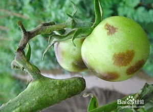 高等真菌杀菌剂，番茄病害的克星