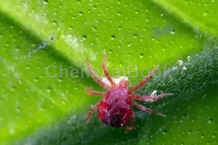 防治那些让人烦恼的害虫