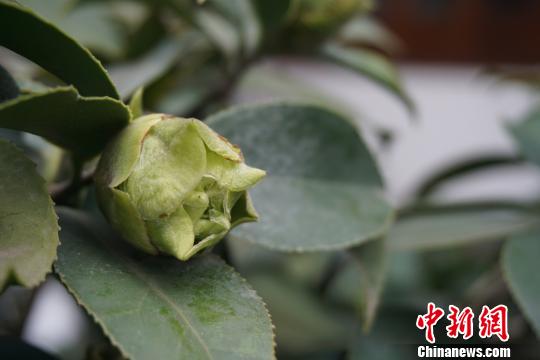 山茶花苞藏秘密，一半入心
