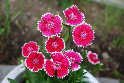 蔷薇的生长习性