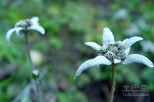 雪绒花的花语和传说中，它那神秘的芬芳背后