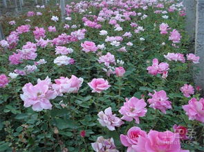 月季花， 美丽的大花与丰花之争