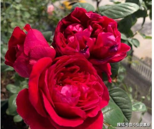 南北种植， 各有妙招