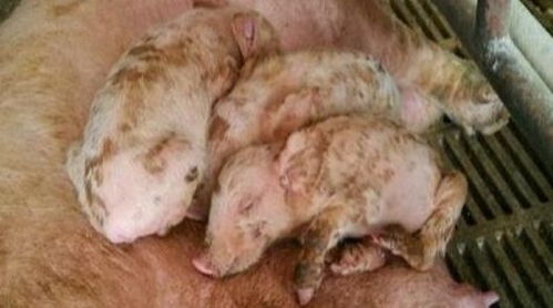 仔猪腹泻是什么原因导致的？如何有效防治