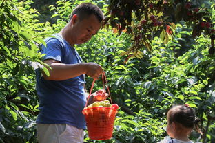 农药和化肥的费用