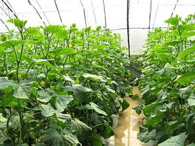 肥料要适量， 别让根系受伤